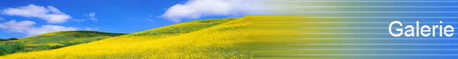 Galerie